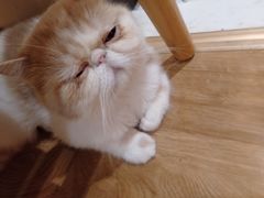 -滚猫咖啡·猫咖·猫友好撸猫(未来城店)