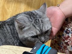 -啵啵喵·猫咖(攀华国际店)