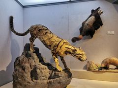 -武汉园博园(武汉自然博物馆)