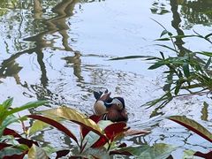 -广州长隆飞鸟乐园
