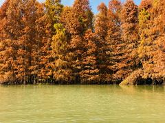 -上海海湾国家森林公园