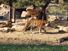 -北京野生动物园