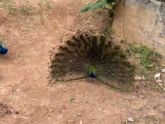 -深圳野生动物园