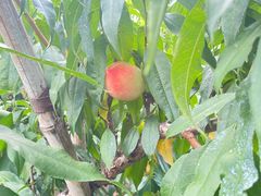 -南汇水蜜桃采摘(大团店)