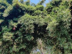 -艾溪湖湿地公园