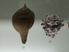 -青岛贝壳博物馆