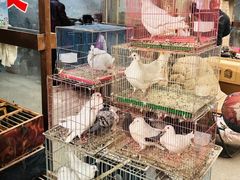 -中环花鸟鱼虫市场
