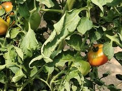 -庞各庄翠芳园西瓜蔬菜基地采摘园