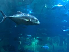 -迪拜水族馆及水下动物园