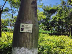 -映月湖公园
