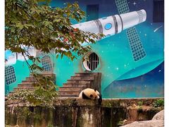 -中国大熊猫保护研究中心雅安碧峰峡基地