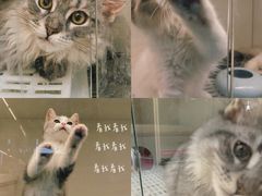 -lincat·猫舍(广州店)