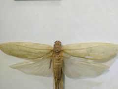 -上海昆虫博物馆