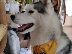 -Husky Go! 哈士奇体验馆·宠物咖啡厅狗咖