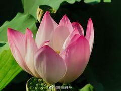 -乌村