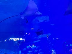 -烟台海昌鲸鲨海洋公园