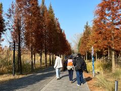 -溱湖国家湿地公园