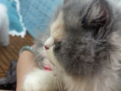 -佳雯宠物医院·皮肤科·内外科(春晓路分院)