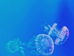 -福州罗源湾海洋世界旅游区