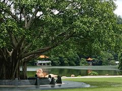 -深圳仙湖植物园