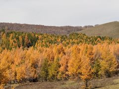 -塞罕坝国家级自然保护区
