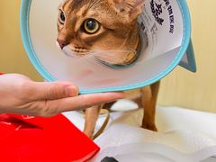 -申普宠物医院·心脏介入·心血管微创(总院)