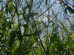 -光明小镇欢乐田园