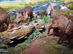 -陕西自然博物馆