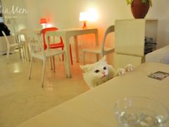 白馆的猫猫1-Babycat私家御饼屋(龙头路二店)