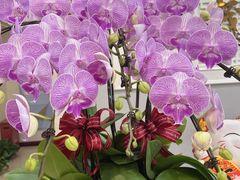 -双季花艺园艺市场(浦东店)
