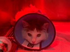 -米苏动物医院·犬猫专科·骨科外科内窥镜