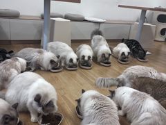-有喵·猫咖·狗咖·30几只猫10只小狗(岗厦店)