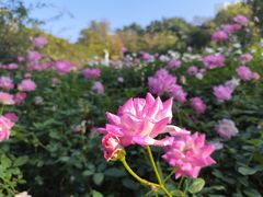 -人民公园(罗湖区)