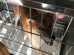 -柴犬高等学院·狗咖·柴犬售卖·宠物训练