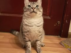 -汪喵宠物医院·骨科心脏影像·犬猫急重症ICU诊疗中心(成华分院)