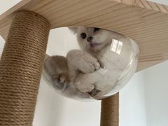 -lincat·猫舍(广州店)