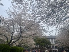 -武汉大学-樱园