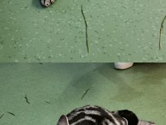 -藦茜花园宠物主题亲子互动体验馆(国顺东路店)