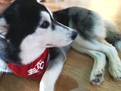 -Husky Go! 哈士奇体验馆·宠物咖啡厅狗咖