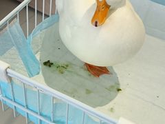 -怪兽屋·羊驼·猫咖·狗咖(俊华广场店)