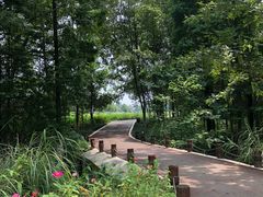 -桤木河湿地公园