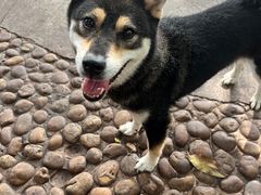 -柴犬高等学院·狗咖·柴犬售卖·宠物训练