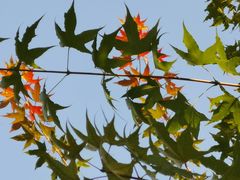 -大兴滨河森林公园