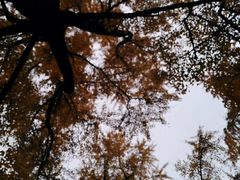 -四川大学(华西校区)