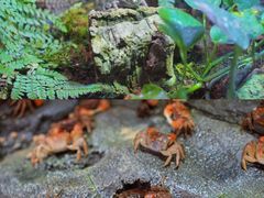 -正佳雨林生态植物园