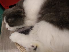 -飞行喵MR PILOT|猫舍·猫咖(静安大融城店)