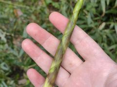 -武陵山森林公园