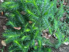 -上海佘山国家森林公园天马山园