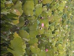 -渭南桃花源民俗文化园