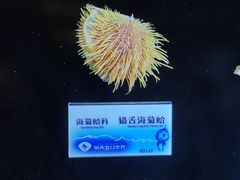 -贝壳梦幻世界